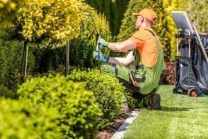 Plant Trimming and Pruning