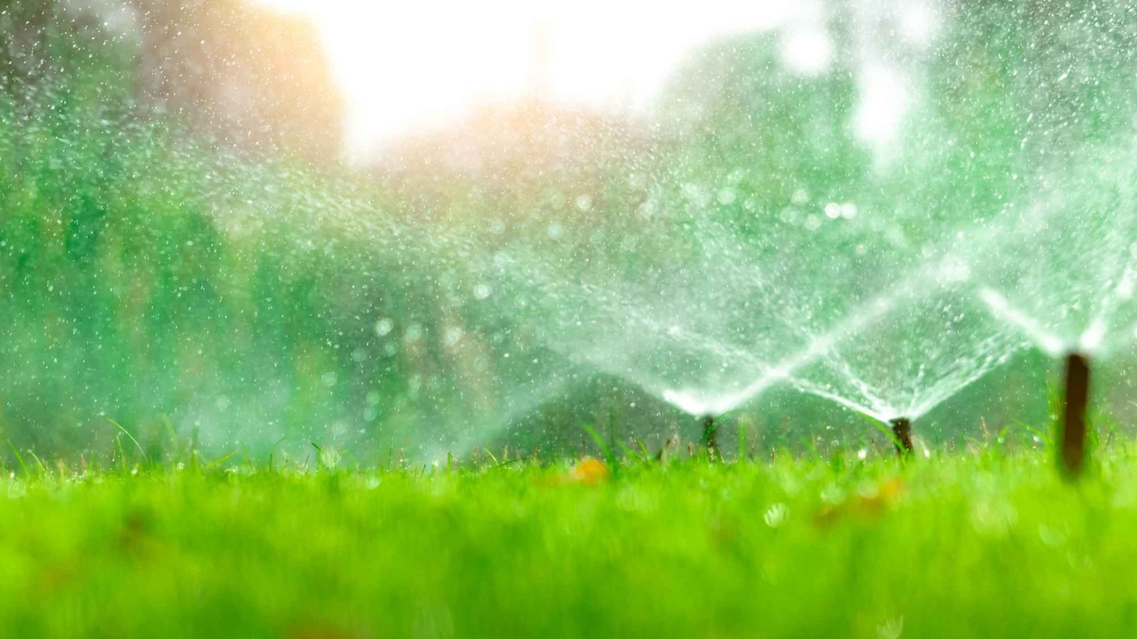 16×9 (1) irrigation system