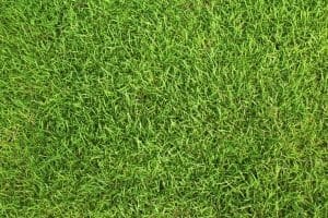Lawn Care & Maintenance