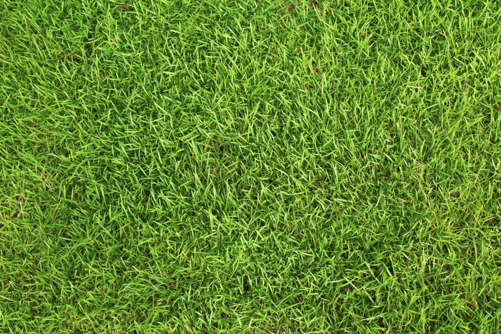 Close-up image of fresh spring green grass lawn care