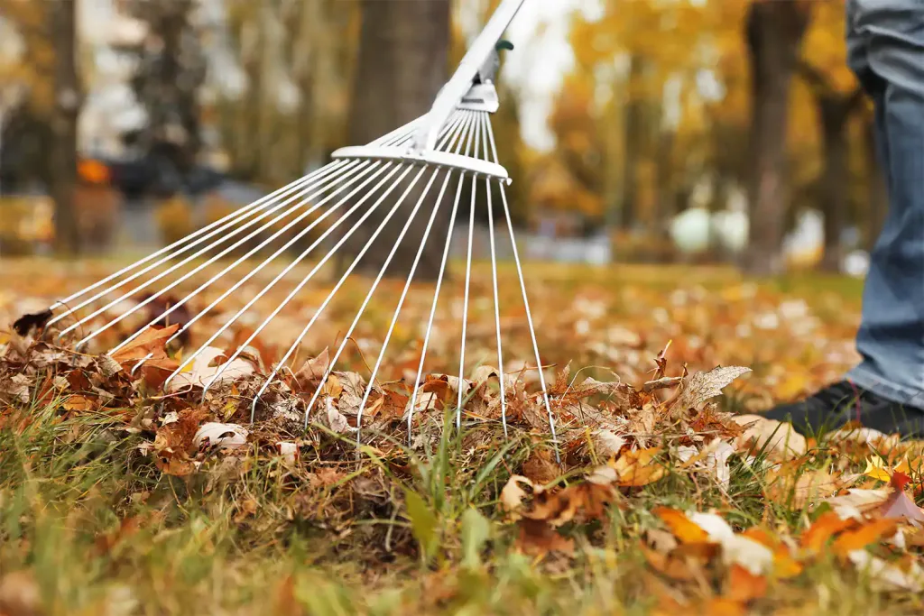 Rake-in-yard-of-leaves