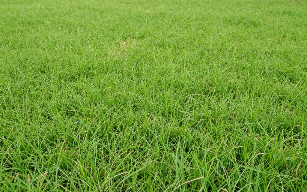 Bahia grass Winter Haven low maintenance utility lawn