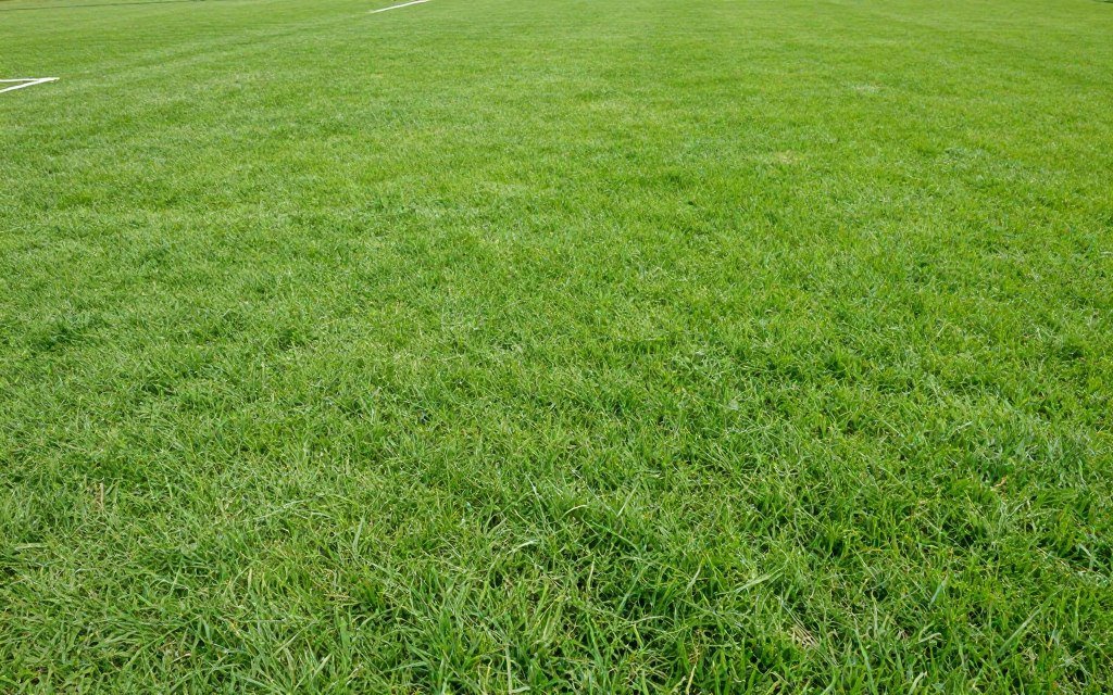 Bermuda grass Winter Haven athletic field quality turf