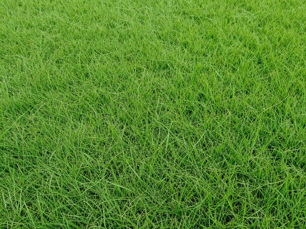 Bermuda grass lawn texture close-up