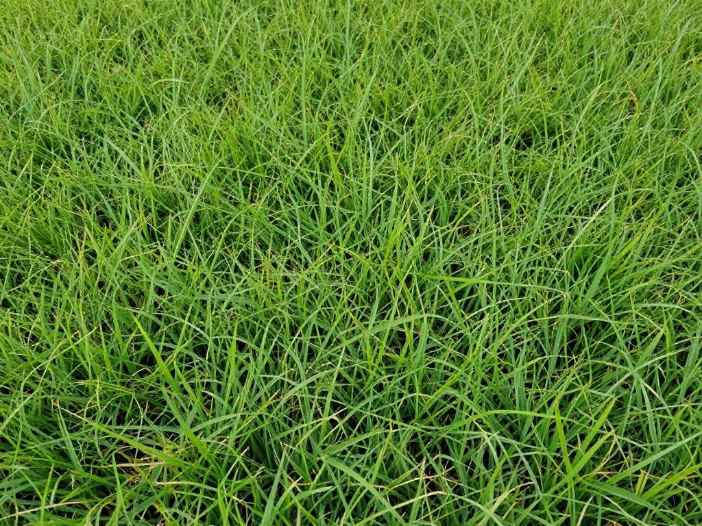 St Augustine grass Plant City lawn