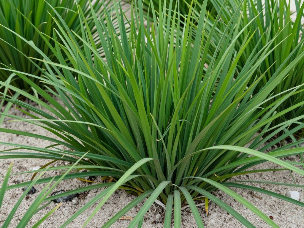 St Augustine sod installation Lakeland residential lawn