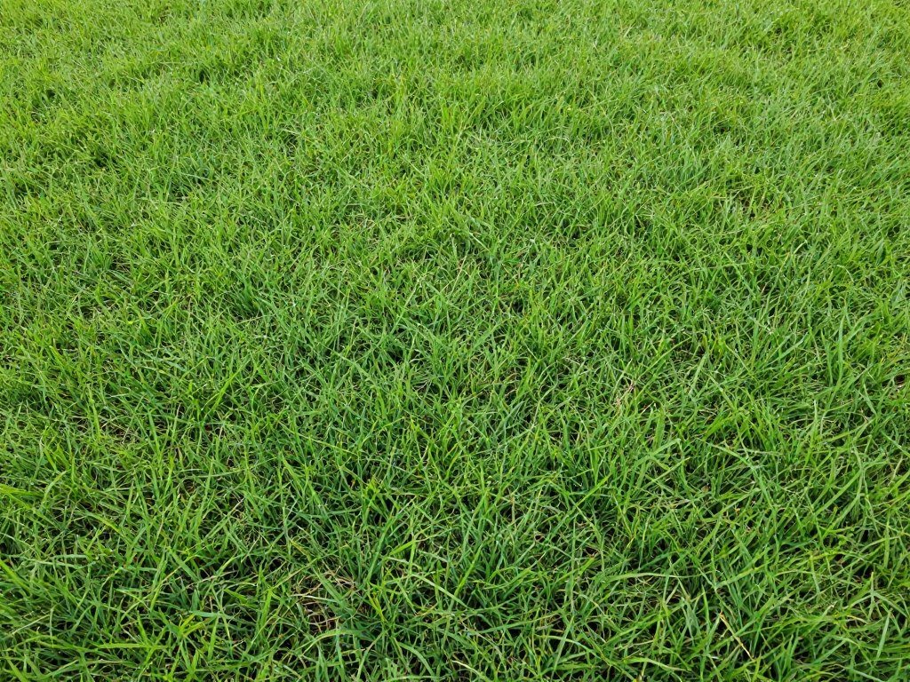 healthy turfgrass Winter Haven professional lawn care maintenance results