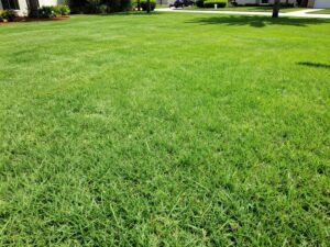 professional lawn sod installation