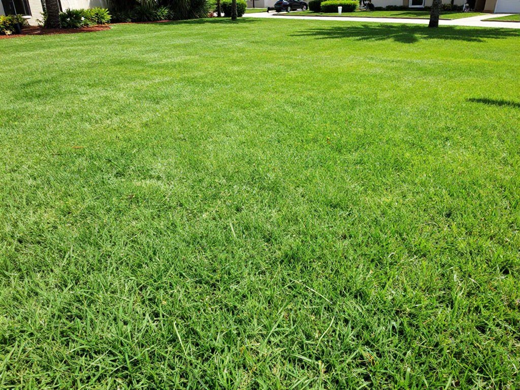 lawn care Florida summer heat management healthy grass