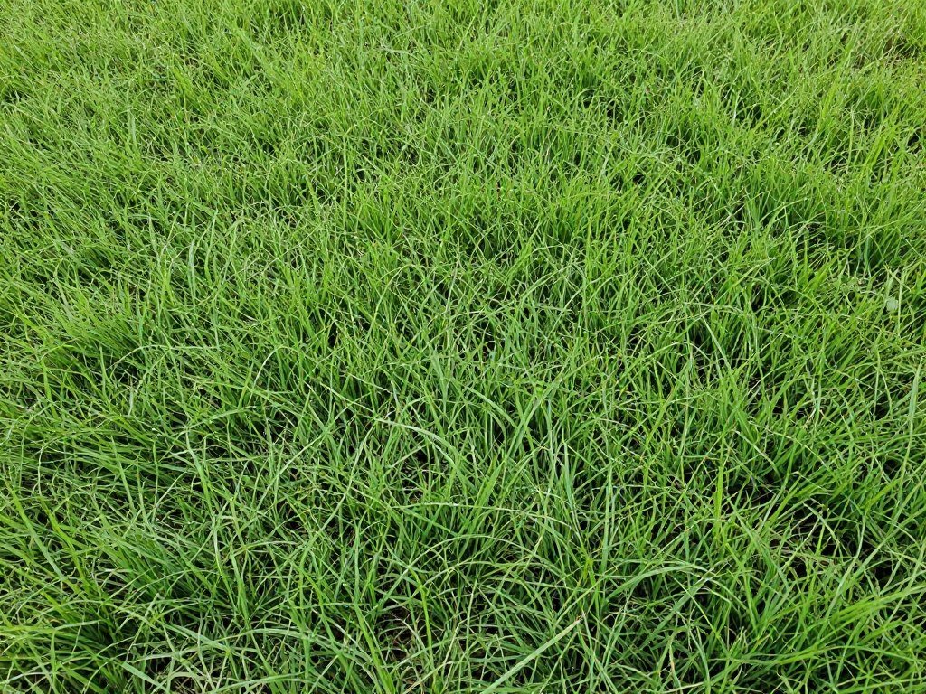 lawn care St Augustine grass Lakeland Florida