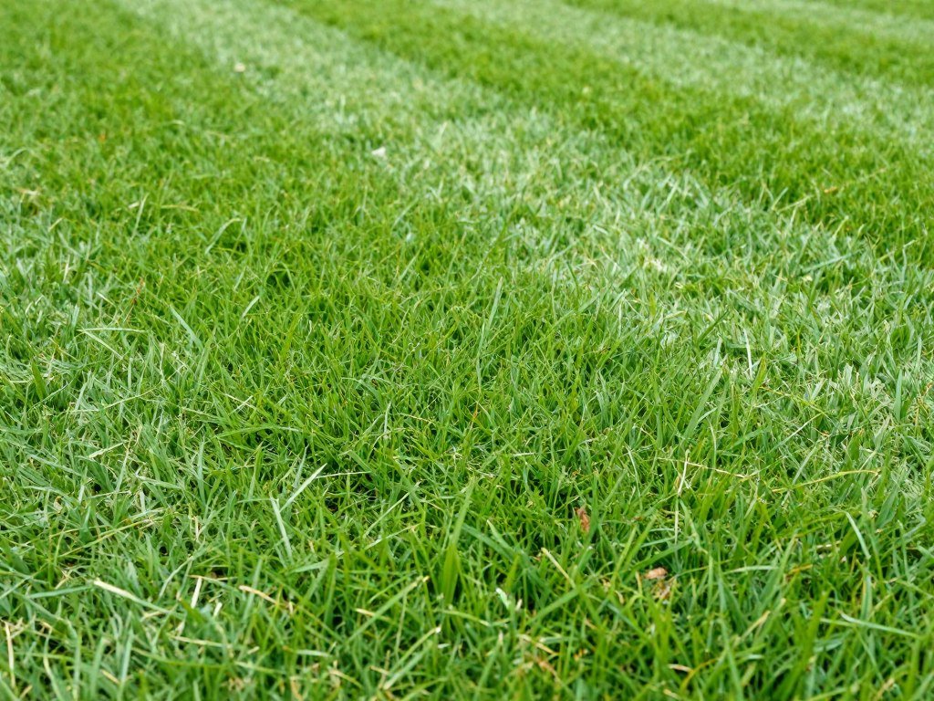 lawn mowing Lakeland Florida healthy grass after professional service