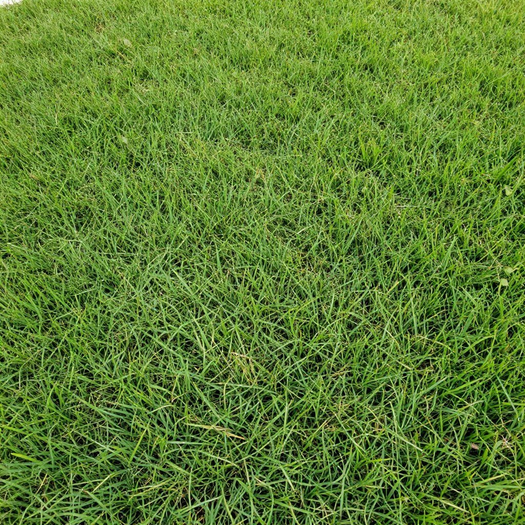 weed control service Plant City lawn