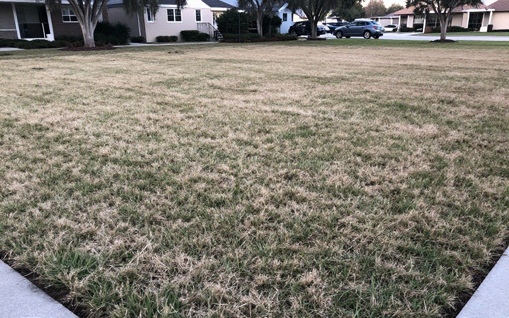 winter lawn care Central Florida
