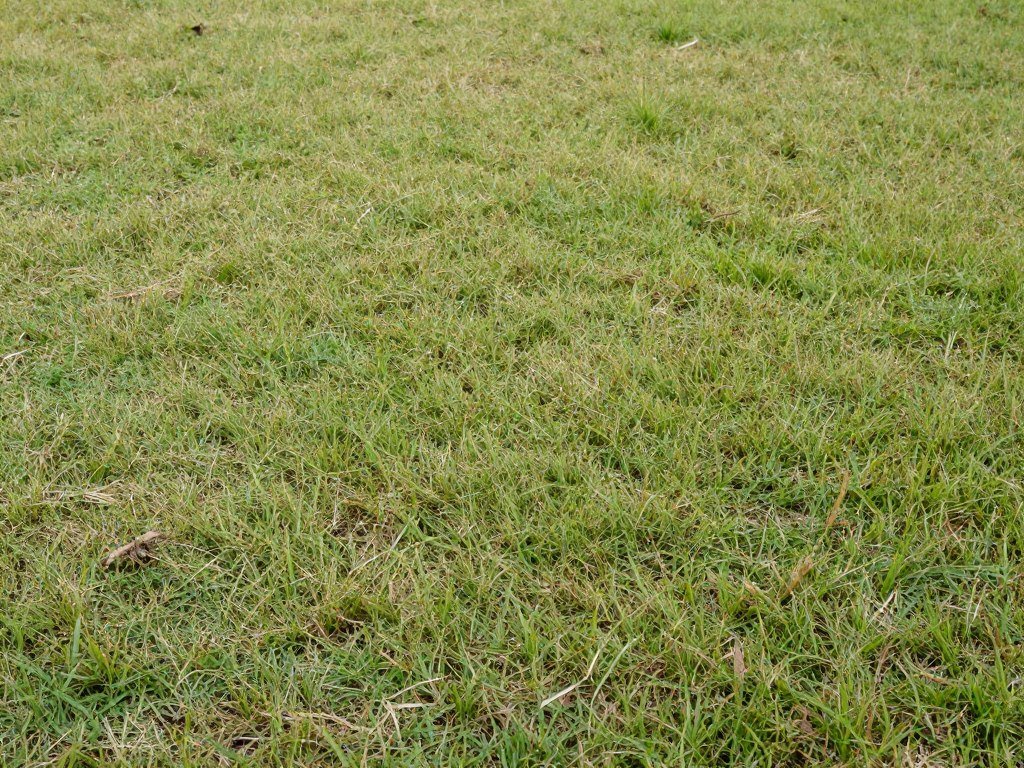 winter lawn dormancy Florida grass